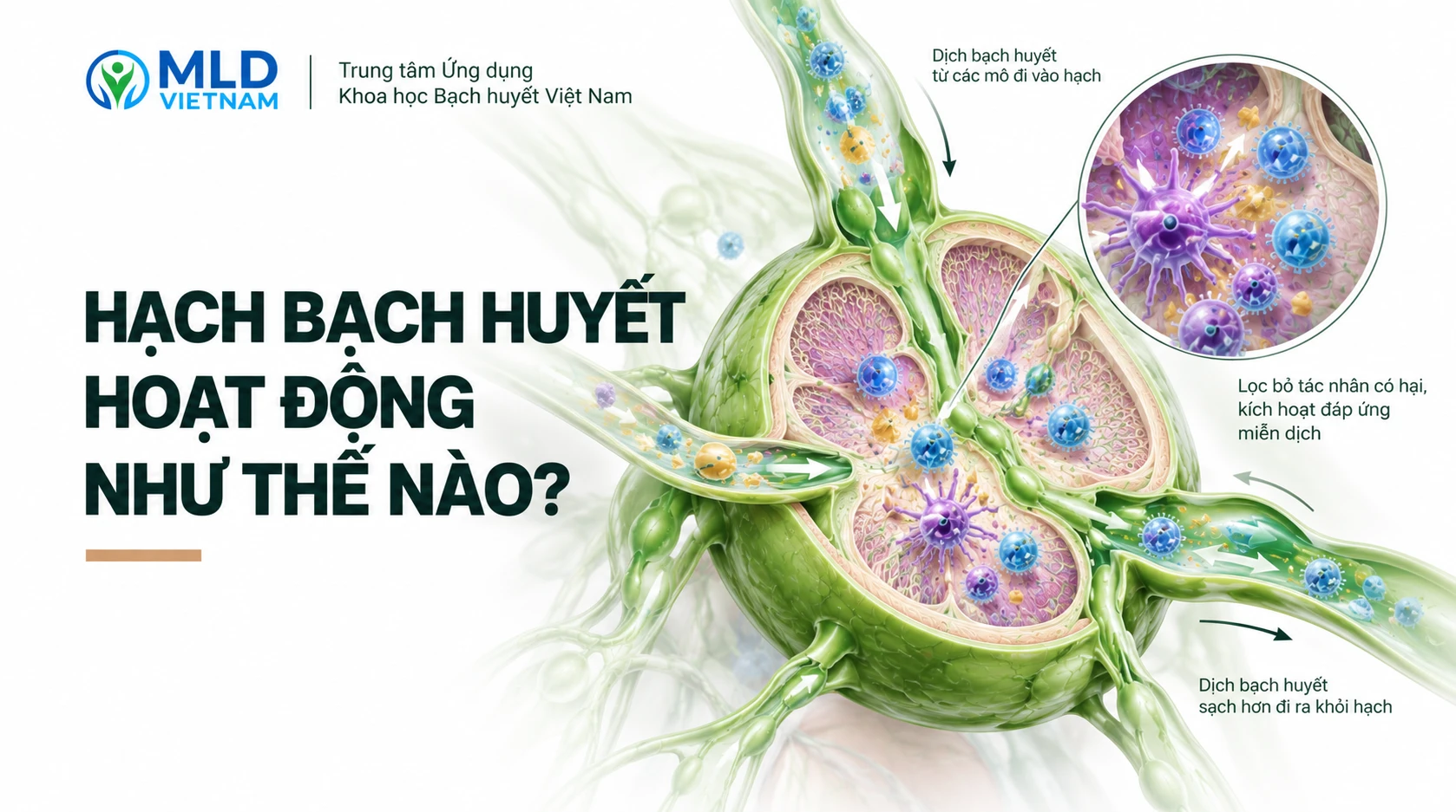 Hạch bạch huyết là gì? Cấu tạo và sự phân bố các nhóm hạch trong cơ thể
